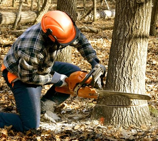 Tree Removal in Vinton, LA